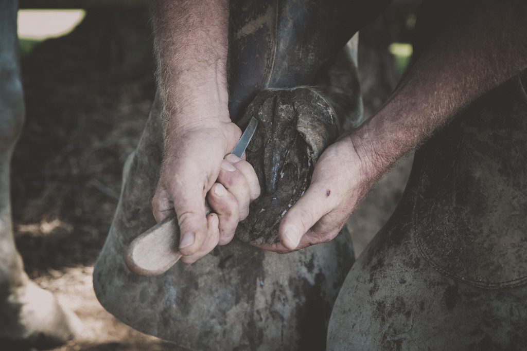 Cleaning Horse Hooves